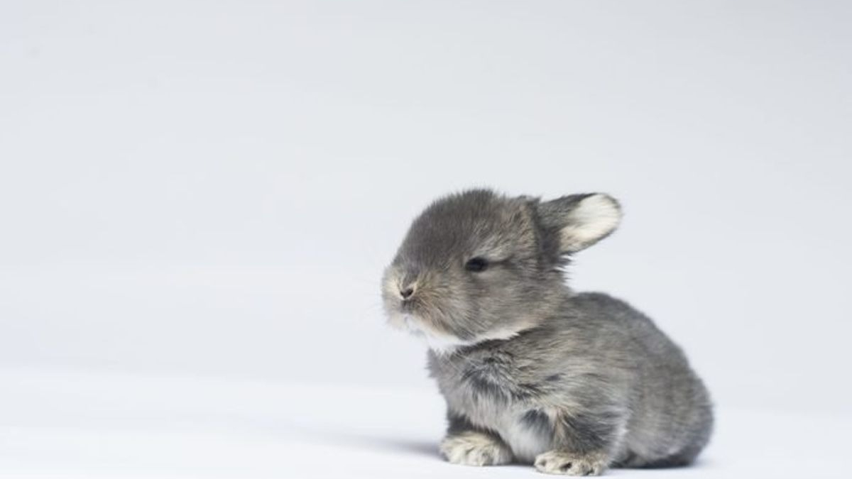 Illustration : "Ces 20 photos de lapins irrésistiblement mignons rendront ce jour encore plus joyeux !"