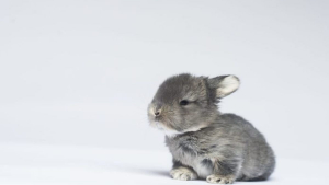 Illustration : "Ces 20 photos de lapins irrésistiblement mignons rendront ce jour encore plus joyeux !"