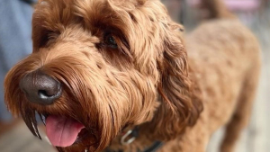 Illustration : "Un Labradoodle frôle 2 fois la mort après avoir avalé les poils métalliques d'une brosse pour barbecue"