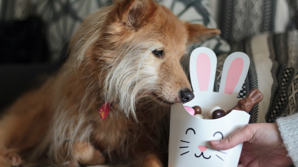 Illustration : "Pâques : attention aux dangers du chocolat pour nos animaux de compagnie !"