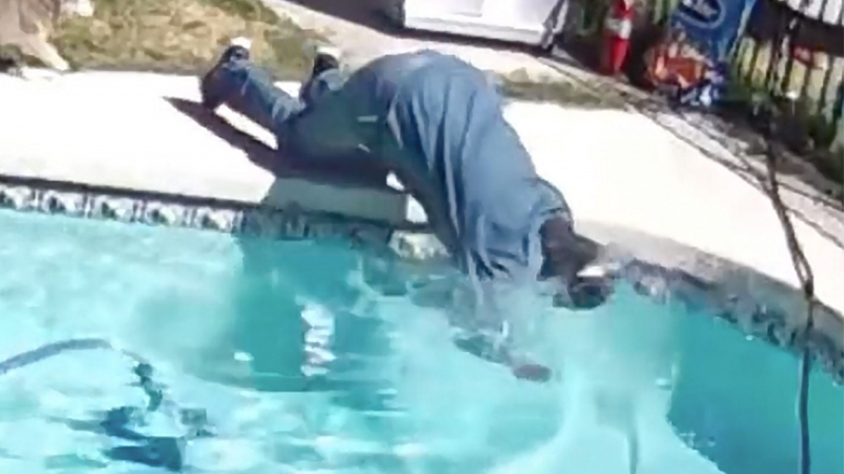 Illustration : "La vidéo cocasse d'un homme essayant de sortir un chiot d'une piscine, mais tombant lui-même la tête la première !"