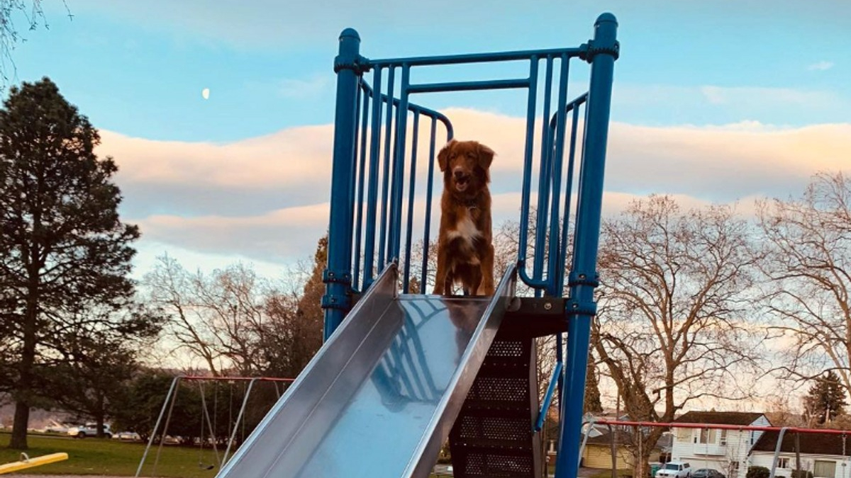 Illustration : "14 chiens qui s'éclatent dans les toboggans au parc"