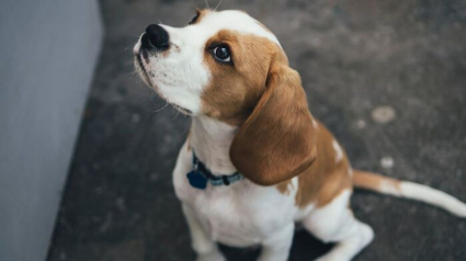 Illustration : 6 anecdotes où un chien a stupéfait son maître grâce à son intelligence