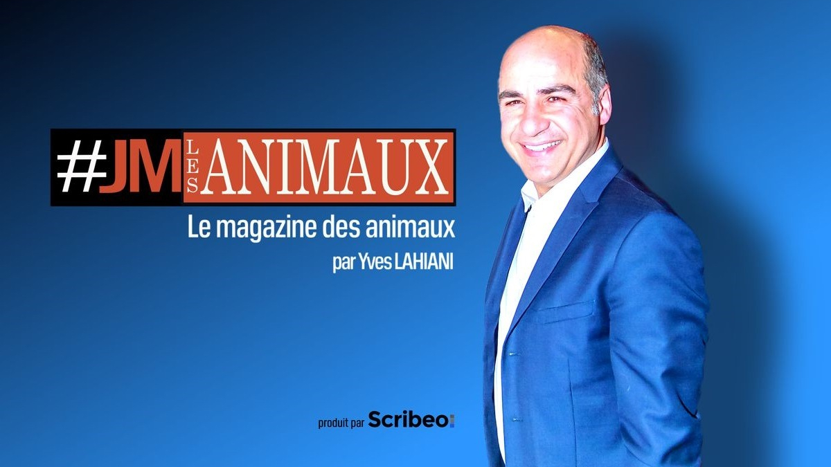 Illustration : "Une nouvelle émission digitale consacrée aux animaux est née : #JMLesAnimaux est à découvrir sur le site de CNews"