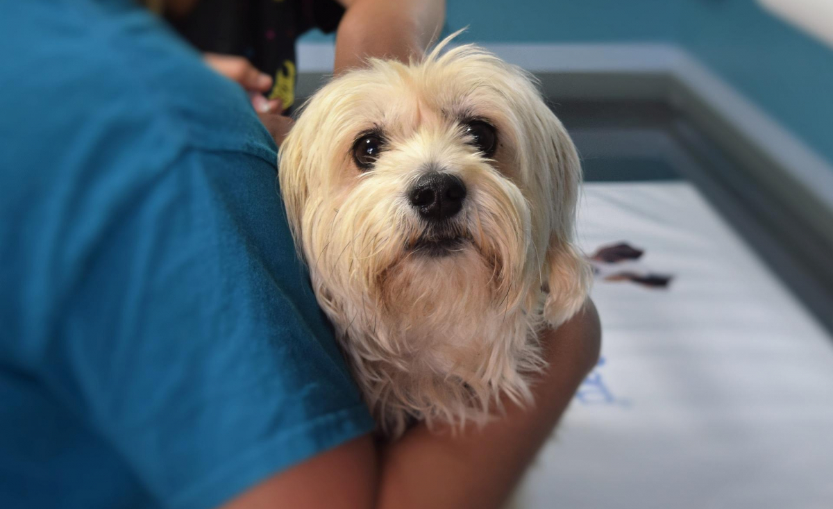Illustration : "Un vétérinaire plébiscité après avoir envoyé une lettre adorable pour rassurer un chien et sa famille avant la piqûre de vaccination"
