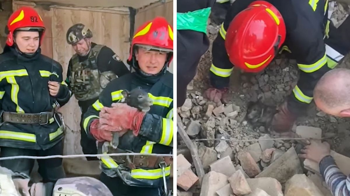 Illustration : "La police ukrainienne sort un chien des décombres et le restitue à son propriétaire de 77 ans qui a tout perdu (vidéo)"