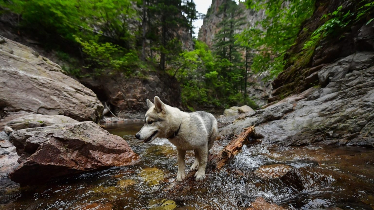 Illustration : "20 photos de Huskys qui devraient faire plaisir aux amoureux de la race"