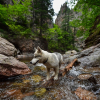 Illustration : 20 photos de Huskys qui devraient faire plaisir aux amoureux de la race