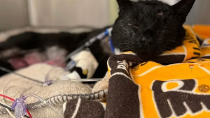 Illustration : "Un chat victime d'une violente attaque de chiens se remet doucement sur patte et commence une nouvelle vie (vidéo)"