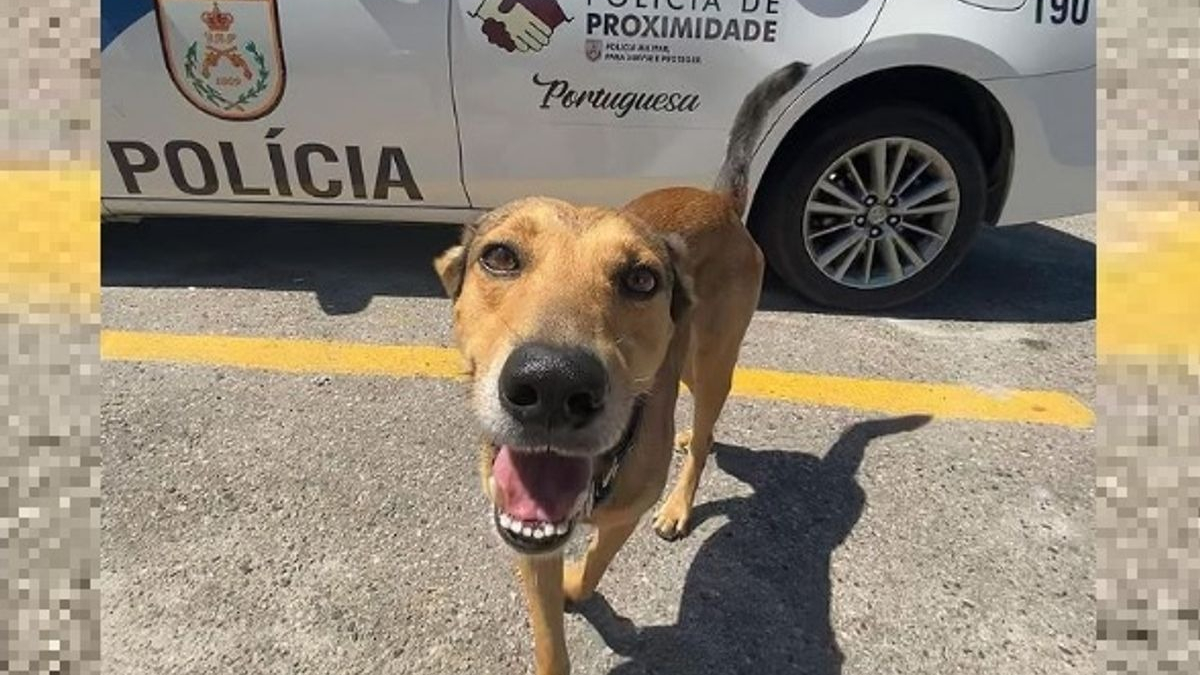 Illustration : "Secourus par la police et les pompiers, ces chiens deviennent ensuite les mascottes de leurs sauveteurs"