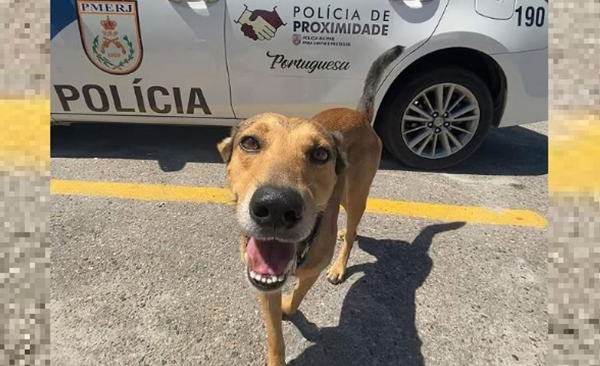 Illustration : "Secourus par la police et les pompiers, ces chiens deviennent ensuite les mascottes de leurs sauveteurs"