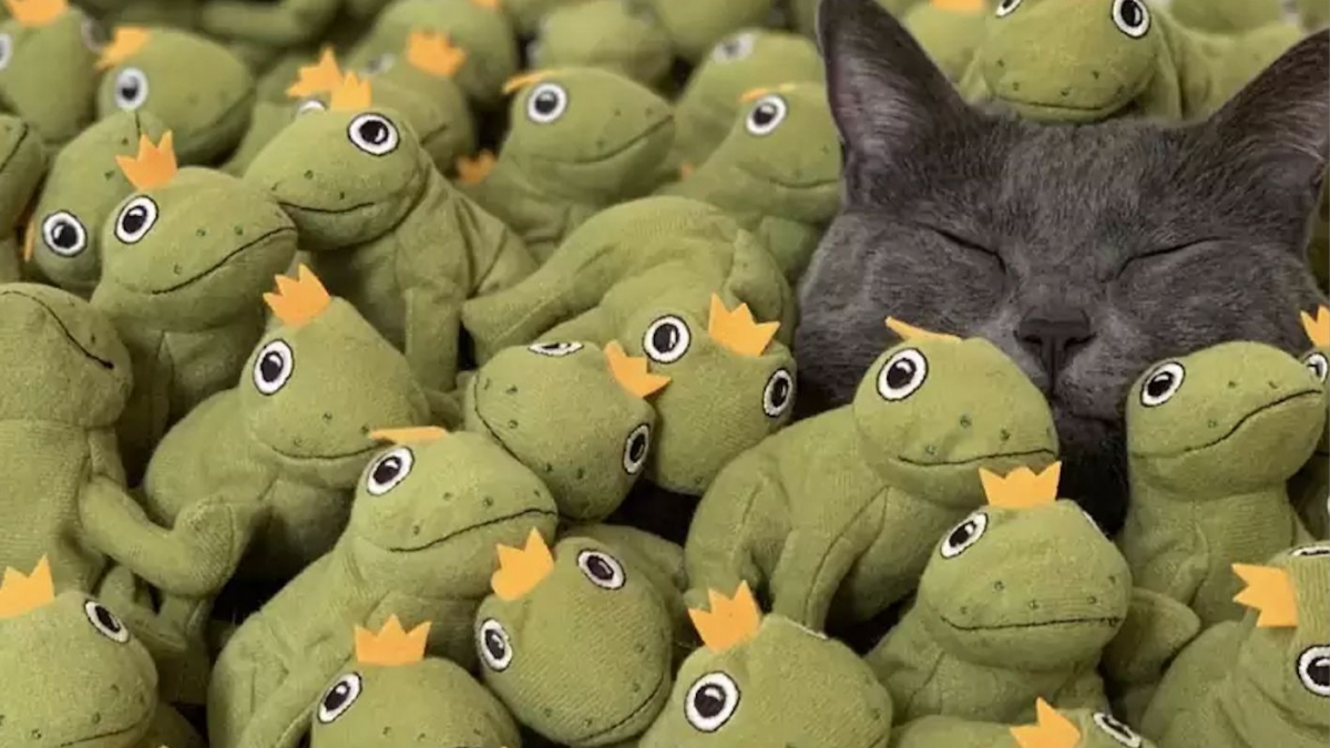 Illustration : "Fou amoureux de sa grenouille en peluche, ce chat en possède aujourd'hui toute une collection"