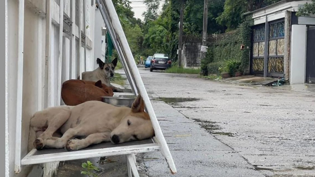 Illustration : "Des bénévoles fabriquent des abris pour les chiens errants à partir de panneaux d'affichage inutilisés"