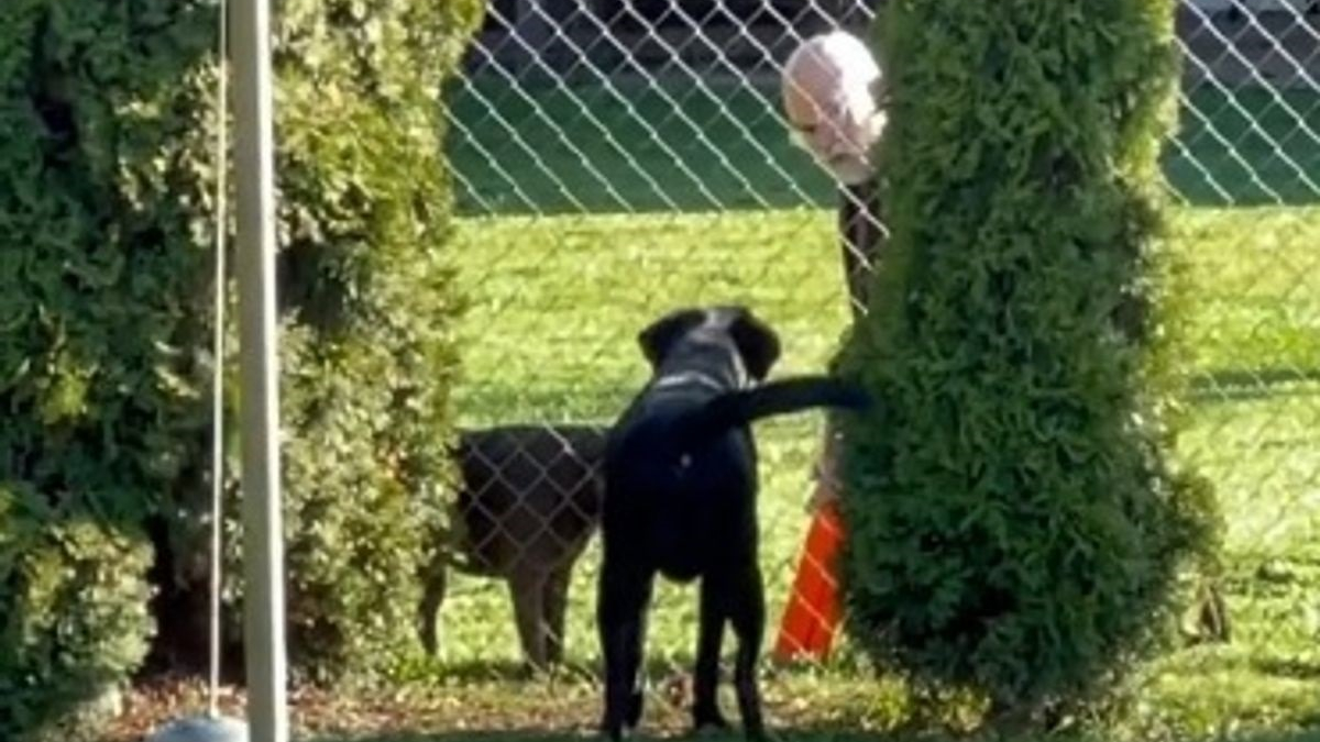 Illustration : "Elle découvre que son chien joue secrètement au lance-balles avec le voisin (vidéo)"