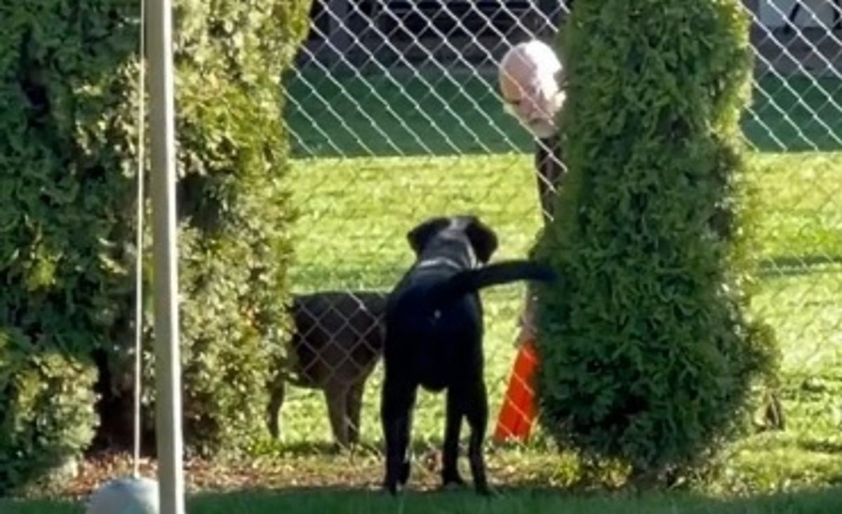 Illustration : "Elle découvre que son chien joue secrètement au lance-balles avec le voisin (vidéo)"