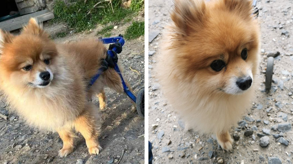 Illustration : "Le combat pour le droit à la vie d'un petit chien devenu handicapé à la suite d'une mauvaise chute"