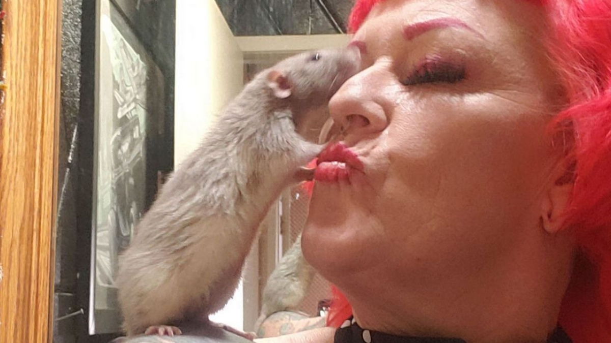 Illustration : "Elle adopte un rat en 2018 ! Aujourd'hui, elle en possède 50 qu'elle considère tous « comme ses bébés » (vidéo)"