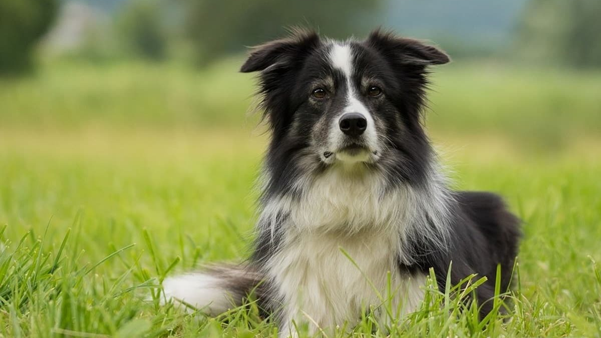 Illustration : "Un Border Collie sauve un homme en train de hurler après sa chute dans une fosse septique"