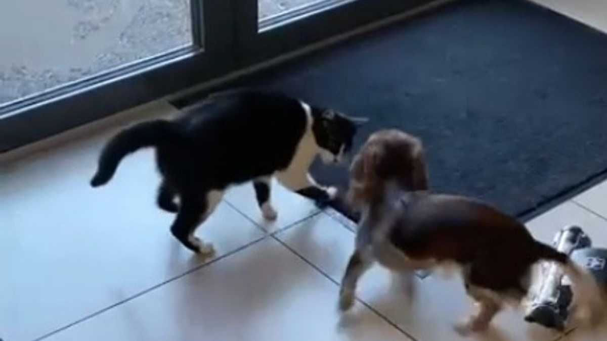 Illustration : "La vidéo d'un chien et d'un chat en pleine session de jeu intense dans la salle d'attente du vétérinaire devient virale "