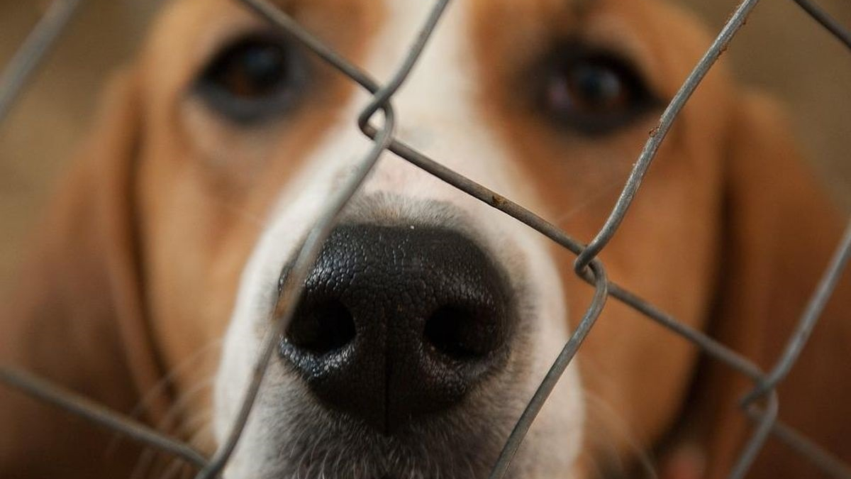 Illustration : "Une centaine de chiens sauvés de maltraitance animale, la famille placée en garde à vue"