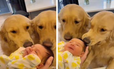 Illustration : "La rencontre émouvante entre 2 Golden Retrievers et le nouveau-né de la famille (vidéo)"
