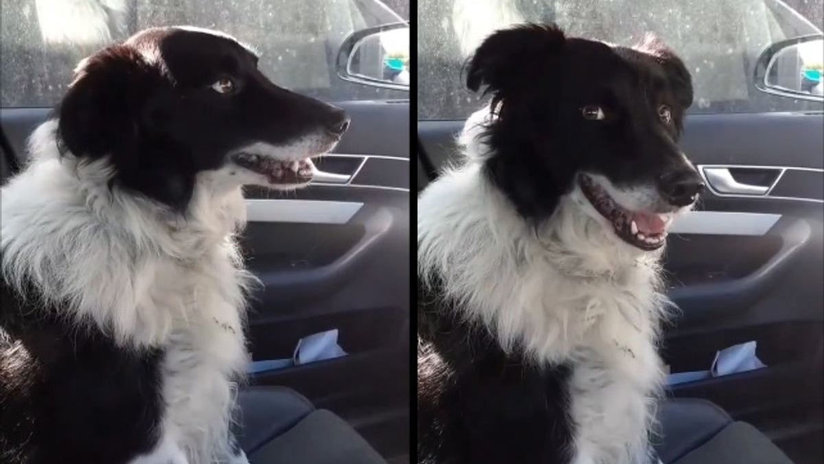 Illustration : "Les amusantes réactions d'un chien de troupeau face aux ordres qu'il affectionne et déteste (vidéo)"