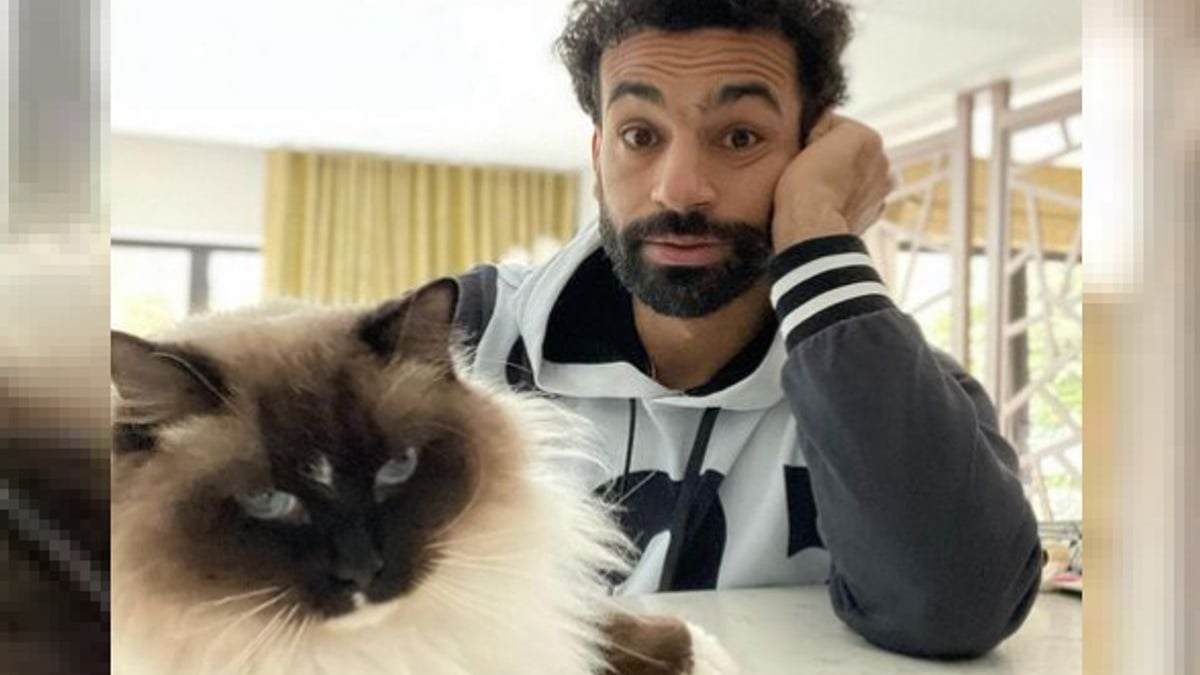 Illustration : "La star de football Mohamed Salah, amoureux des chats, livre un message poignant sur les droits des animaux (vidéo)"