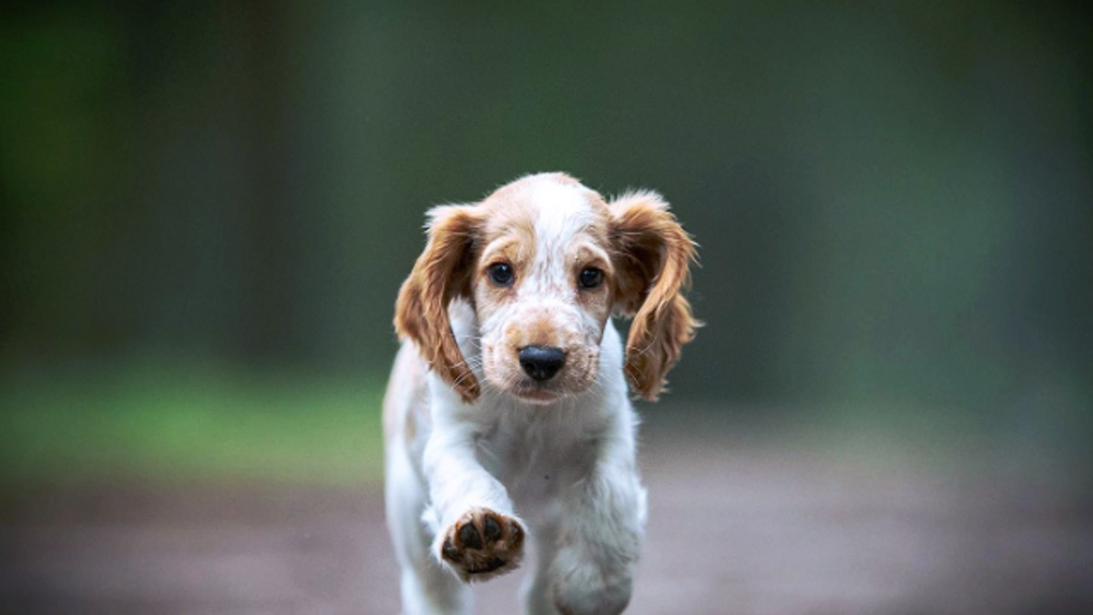 Illustration : "Le top 14 des meilleures photos de chiots partagé par un photographe animalier"