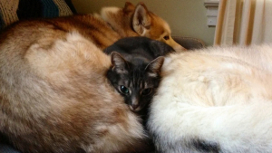 Illustration : 20 chats qui ont pour passion de dormir sur leur ami chien