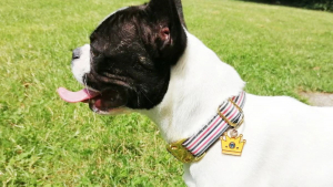 Illustration : Bandit : des accessoires pour chien haute-couture qui se remarquent et se démarquent