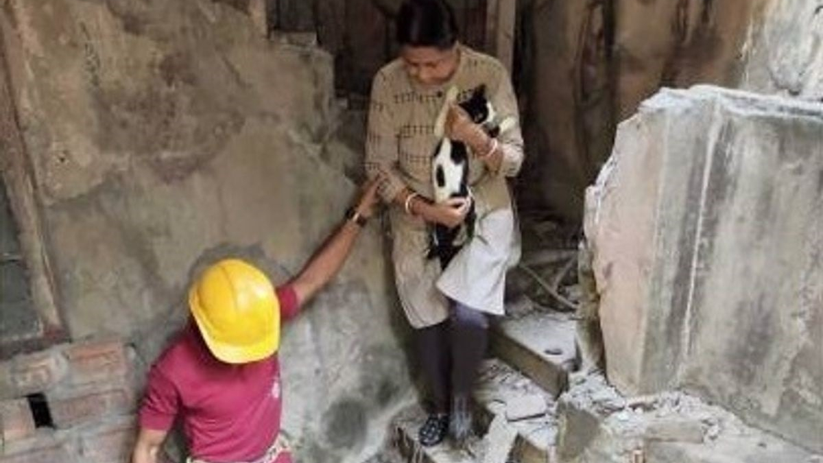 Illustration : "Un chat coincé pendant 2 jours dans un bâtiment abandonné. Sa maîtresse escalade un mur de 3 mètres pour tenter de le récupérer !"