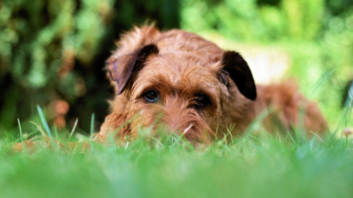 Illustration : "10 idées sympas pour aménager votre jardin de manière adaptée à votre chien"