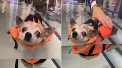Illustration : Un chien âgé "grincheux" refuse de faire ses exercices d'hydrothérapie dans une vidéo hilarante