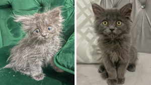 Illustration : 19 photos d'animaux sans abri qui ont rencontré leur sauveur