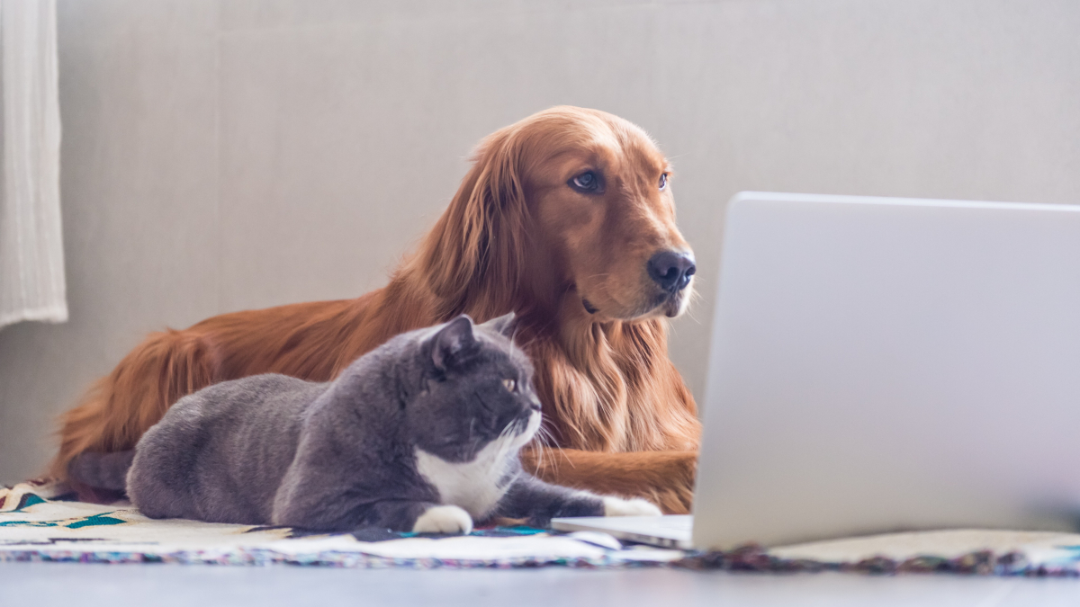 Illustration : "Comment bien choisir l’assurance santé de son chien ou de son chat ?"