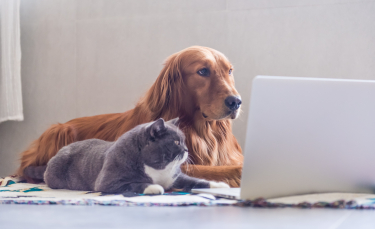 Illustration : "Comment bien choisir l’assurance santé de son chien ou de son chat ?"