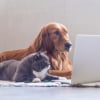 Illustration : Comment bien choisir l’assurance santé de son chien ou de son chat ?
