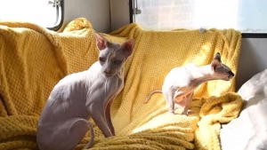 Illustration : Une femelle Sphynx utilisée pour mettre au monde plus de 70 chatons prise en charge dans un état préoccupant