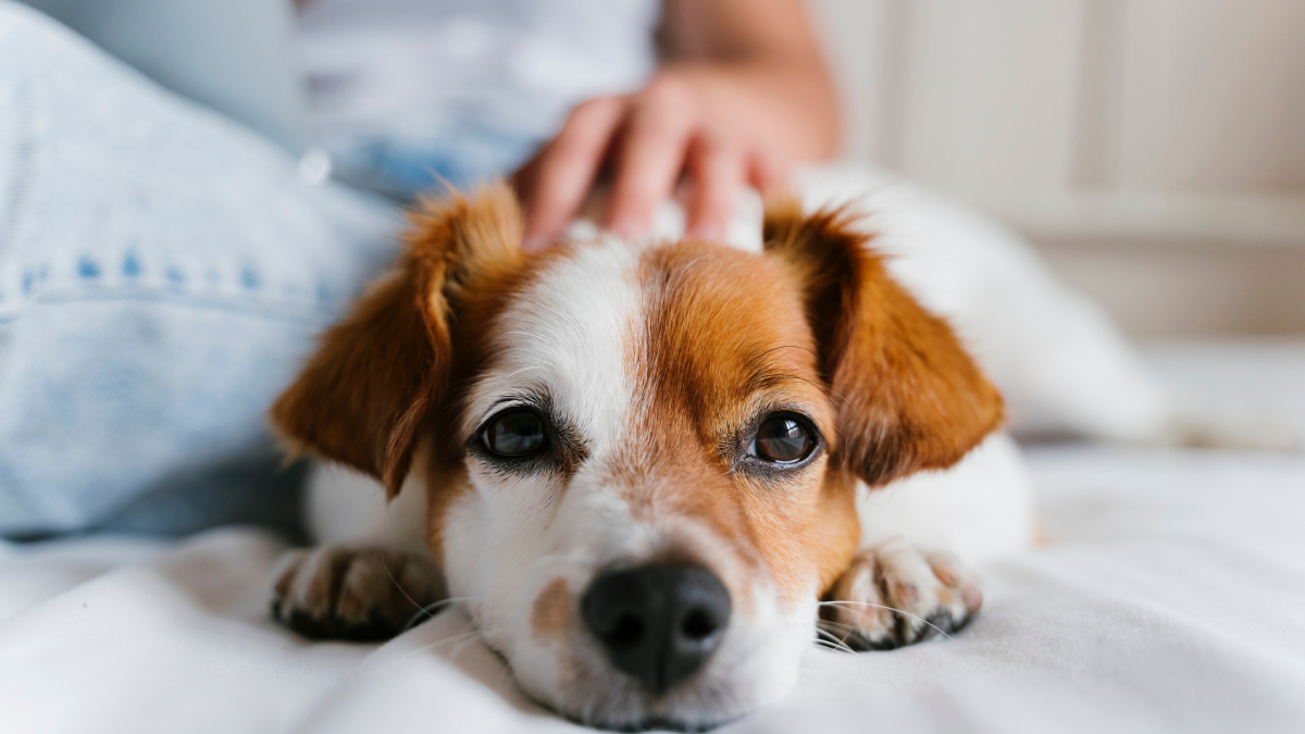 Illustration : "Pourquoi sommes-nous de plus en plus nombreux à souscrire une assurance pour nos chiens et chats ?"