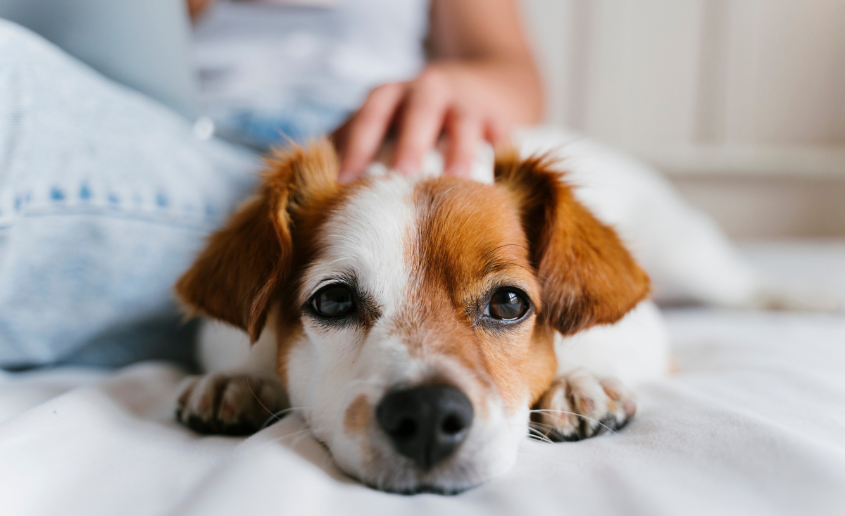Illustration : "Pourquoi sommes-nous de plus en plus nombreux à souscrire une assurance pour nos chiens et chats ?"