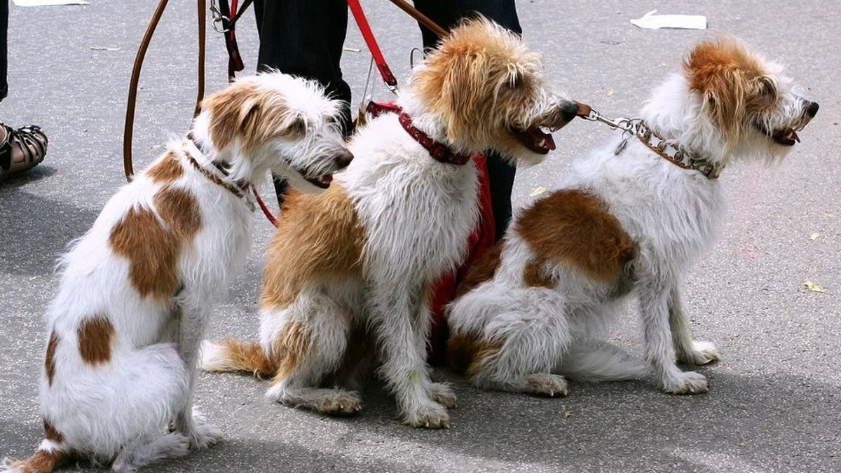 Illustration : "Plusieurs municipalités françaises prennent des mesures de sécurité pour encadrer l'activité de promeneurs de chiens"