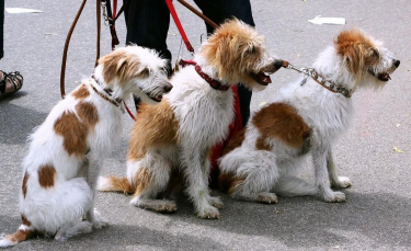 Illustration : "Plusieurs municipalités françaises prennent des mesures de sécurité pour encadrer l'activité de promeneurs de chiens"