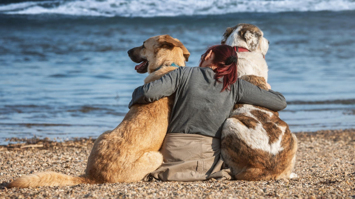 Illustration : "Partir en vacances avec son animal le cœur léger ? C'est possible grâce au kit de Mars Petcare !"