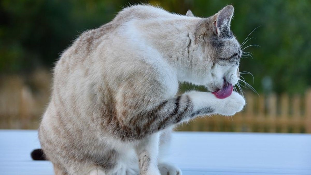 Illustration : "Mue du printemps chez votre chien ou chat : comment prendre soin de lui pendant cette période ?"