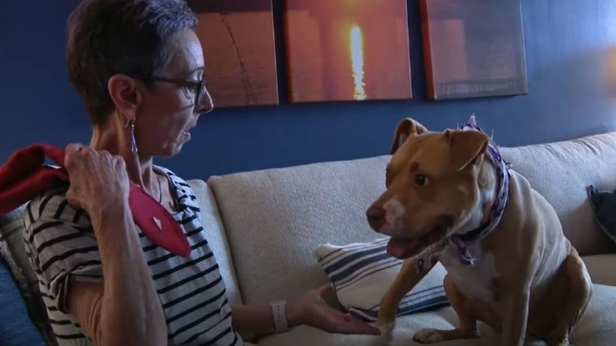 Illustration : "Une femme en phase terminale d'un cancer a un dernier souhait : trouver une famille pour son chien !"