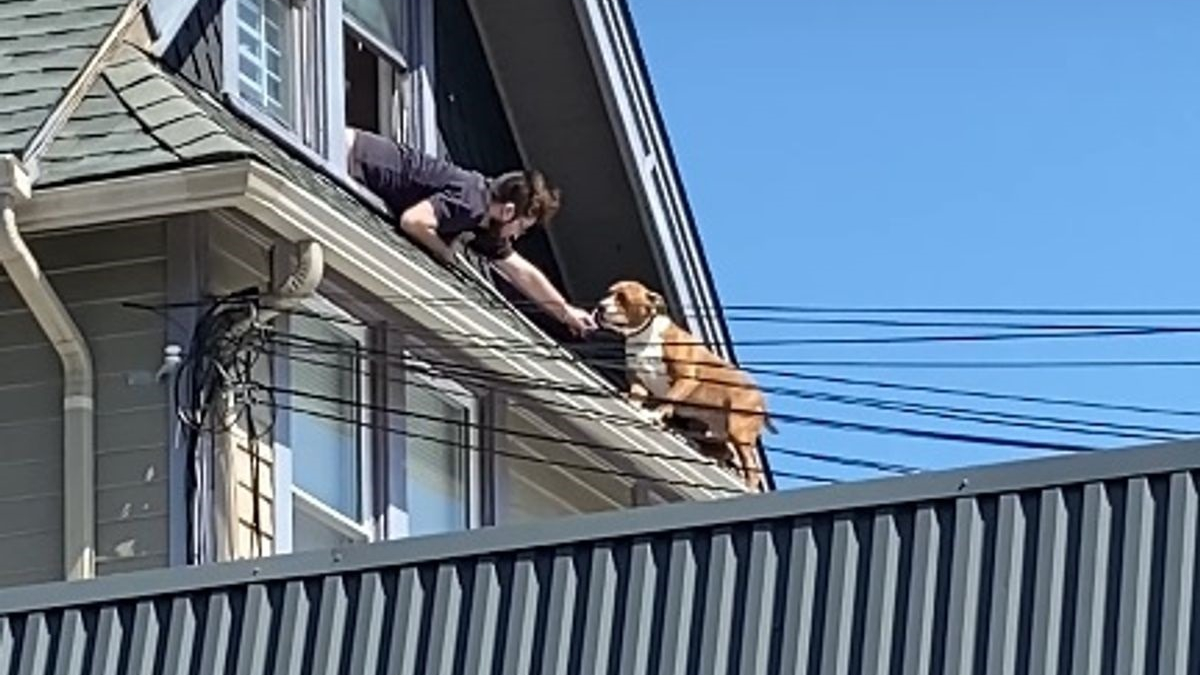 Illustration : "Un chien coincé sur le toit d'une maison oblige ses sauveteurs à prendre des risques pour l'extirper de sa mésaventure (vidéo)"