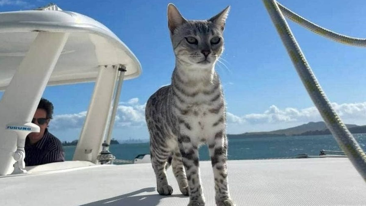 Illustration : "Une chatte Bengal tombée à l'eau lors d'une virée en catamaran, retrouvée 10 jours plus tard sur une île"