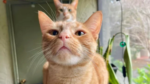 Illustration : 13 photos de chats et chiens qui vont vous toucher en plein coeur