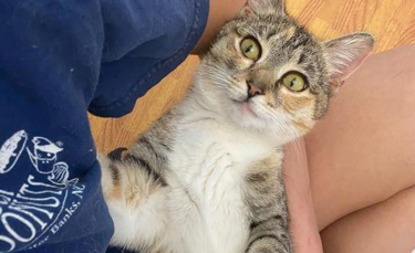 Illustration : "Cette chatte de refuge vit sa meilleure vie dans sa famille d'accueil, entourée d'amour et de chatons "