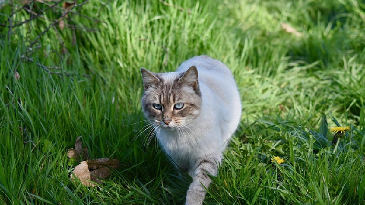 Illustration : "Une étude révèle où se déplace votre chat quand il est dehors en solitaire"